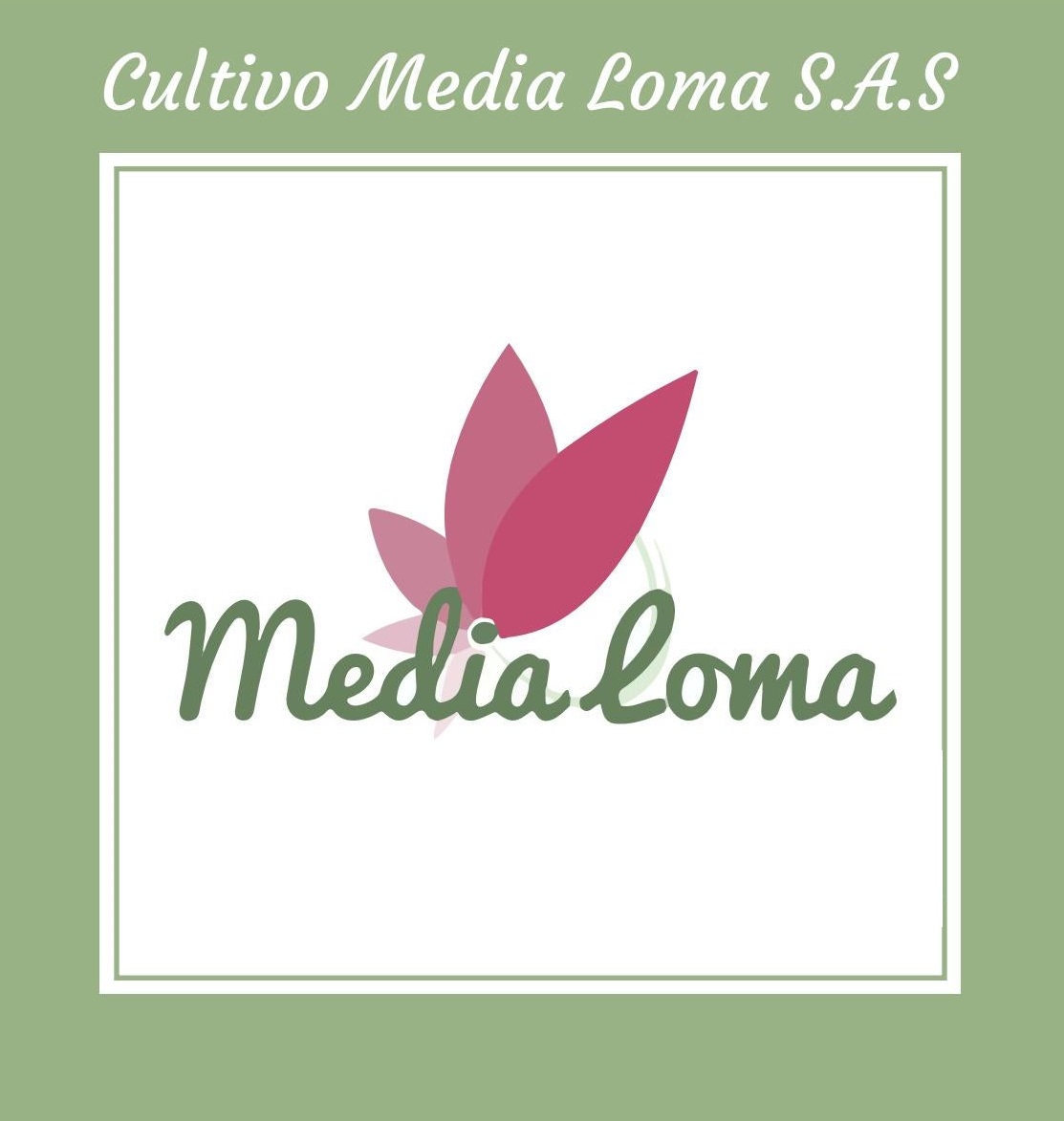 CULTIVO MEDIA LOMA SAS